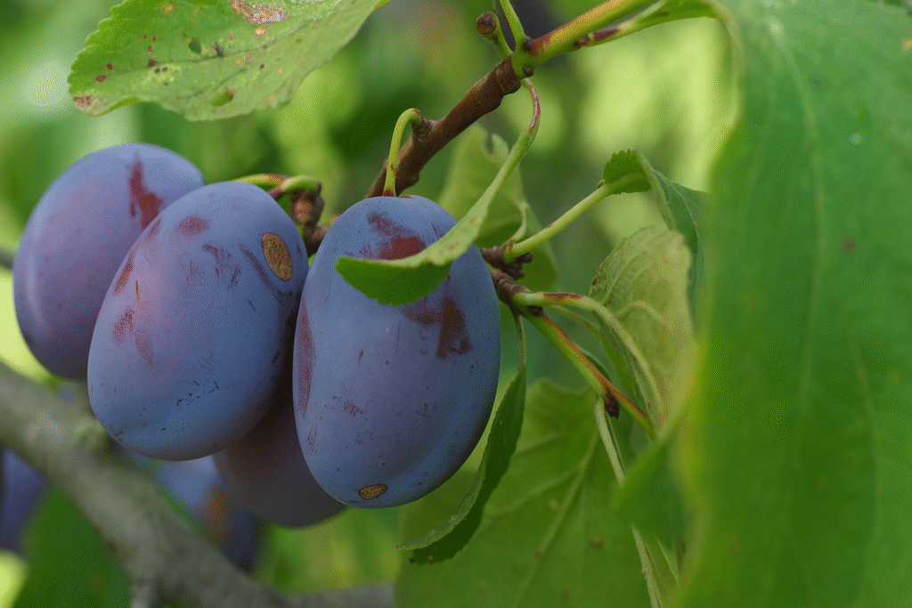 Fruit en Q